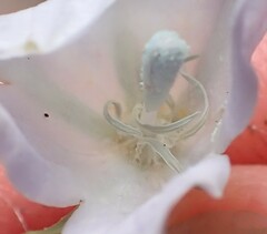 Prismatocarpus campanuloides