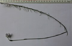 Prismatocarpus campanuloides