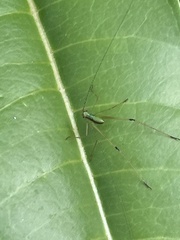 Tettigonioidea