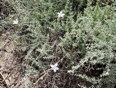 Prismatocarpus campanuloides