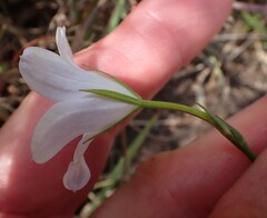 Prismatocarpus campanuloides