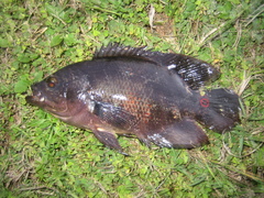 Astronotus ocellatus