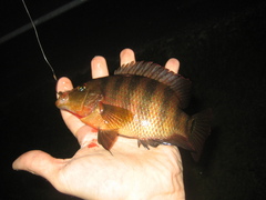 Mayaheros urophthalmus