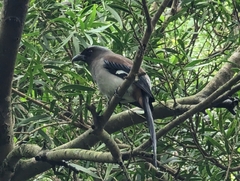 Dendrocitta formosae formosae