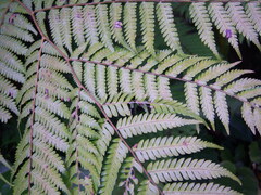 Lophosoria quadripinnata