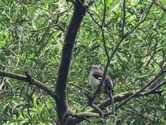 Dendrocitta formosae formosae