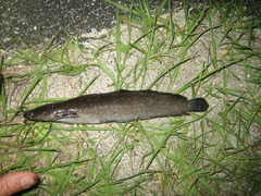 Clarias batrachus