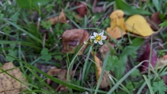 Nothoscordum bivalve