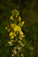 Crotalaria micans