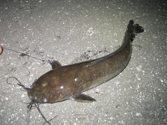 Clarias batrachus