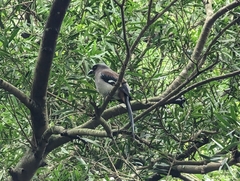 Dendrocitta formosae formosae