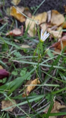 Nothoscordum bivalve