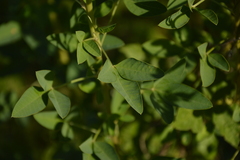 Crotalaria micans