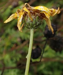 Ursinia dentata