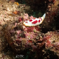 Goniobranchus splendidus