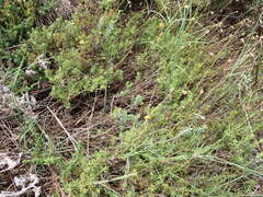 Ursinia dentata