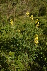 Crotalaria micans