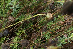Ursinia dentata