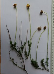 Ursinia dentata