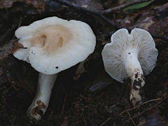 Cuphophyllus angustifolius