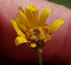 Ursinia dentata