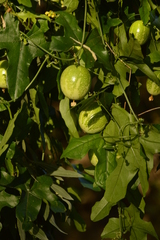 Cucurbitella asperata