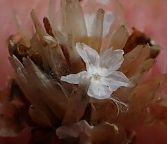 Ursinia dentata