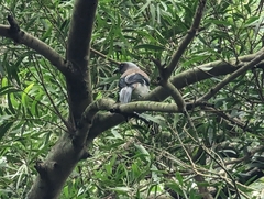 Dendrocitta formosae formosae