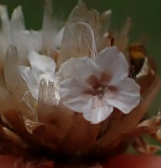 Ursinia dentata