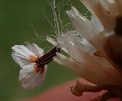 Ursinia dentata