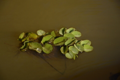 Salvinia auriculata