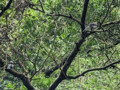 Dendrocitta formosae formosae