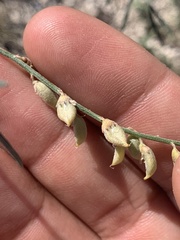 Astragalus gracilis