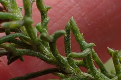 Ursinia dentata