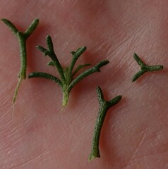 Ursinia dentata