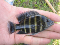 Heterotilapia buettikoferi