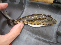 Sphoeroides spengleri