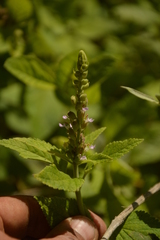 Teucrium vesicarium