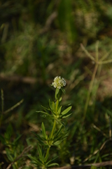 Spermacoce densiflora