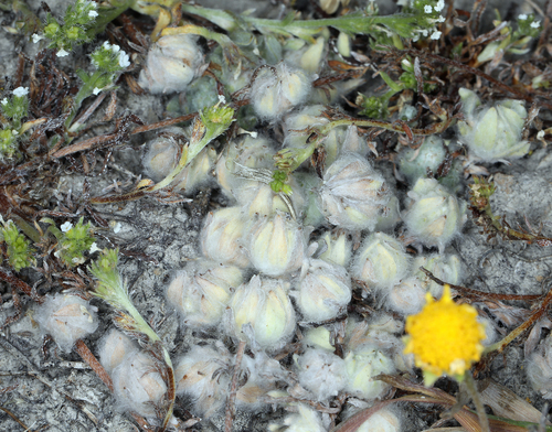 iNaturalist observation photo of low woolly marbles