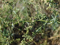 Artemisia dracunculus