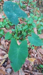 Colocasia