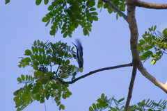 Anthracothorax prevostii