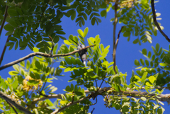 Anthracothorax prevostii