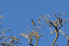 Anthracothorax prevostii