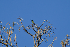 Anthracothorax prevostii