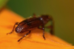 Brentidae