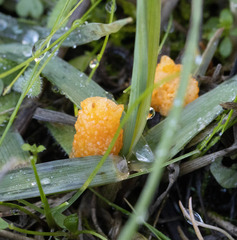 Arbutus