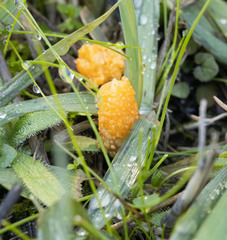 Arbutus