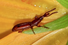 Brentidae